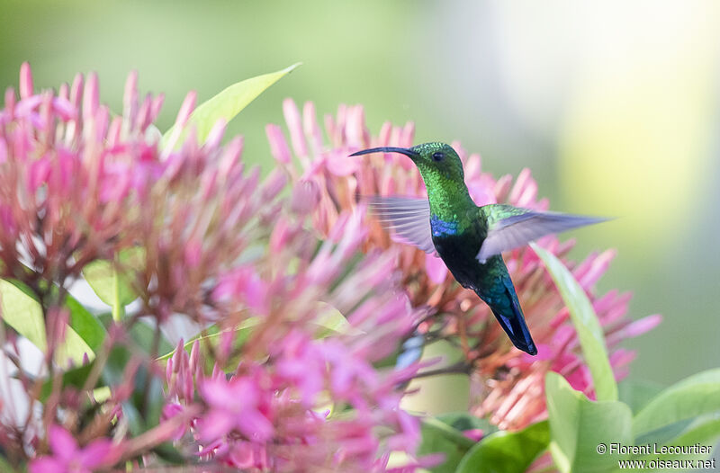 Colibri falle-vert