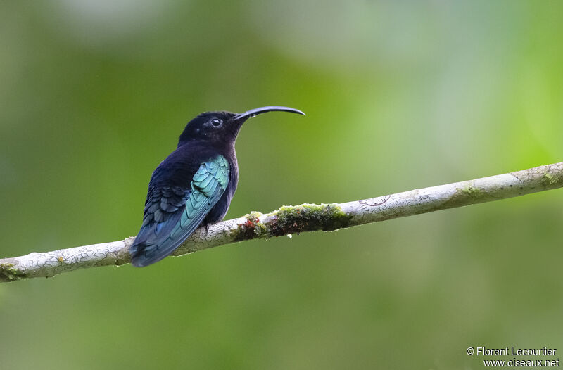 Colibri madère