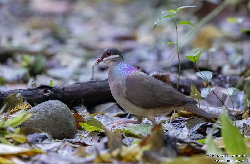 Bridled Quail-Dove