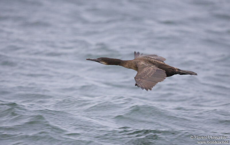 Brandt's Cormorantadult post breeding