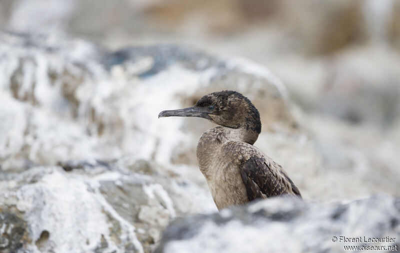 Cormoran de Brandt