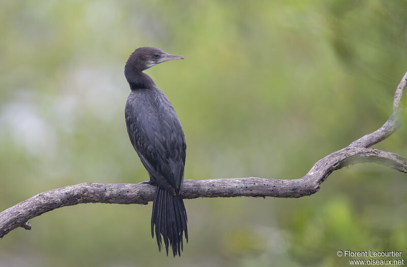 Cormoran de Vieillot