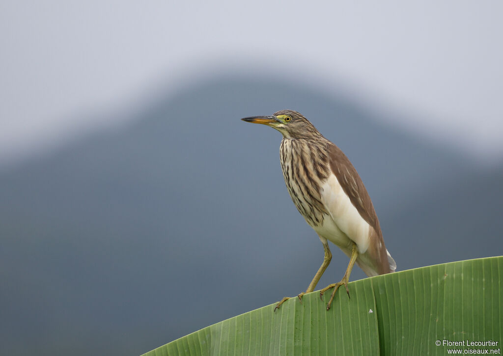 Chinese Pond Heron