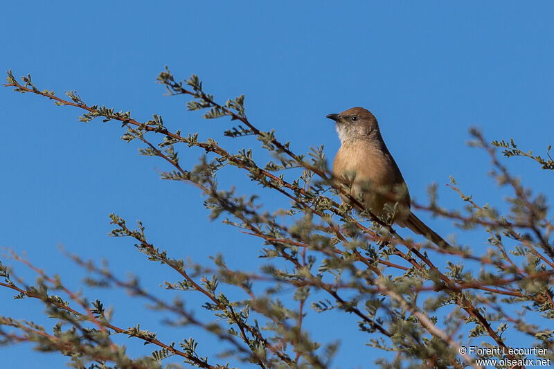 Fulvous Babbler