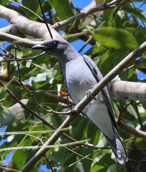 Échenilleur de Macé