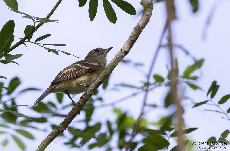 Caribbean Elaenia