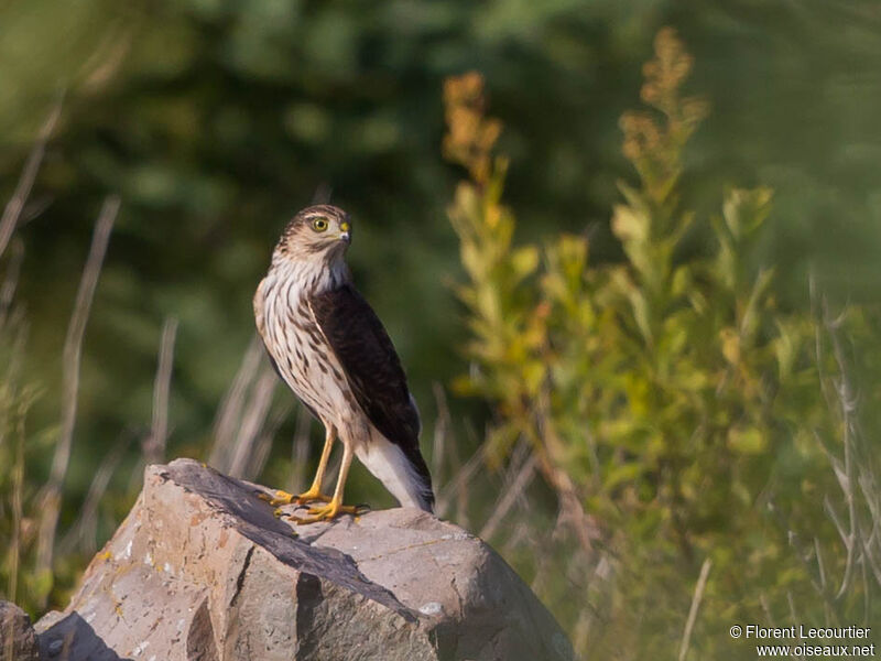 Cooper's Hawk