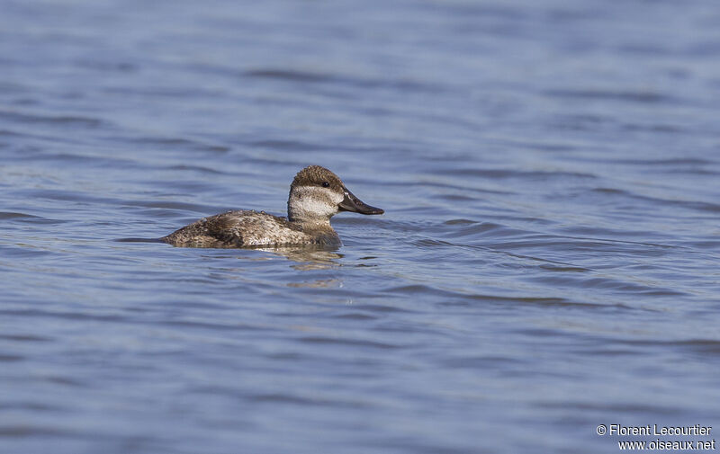 Ruddy Duck female