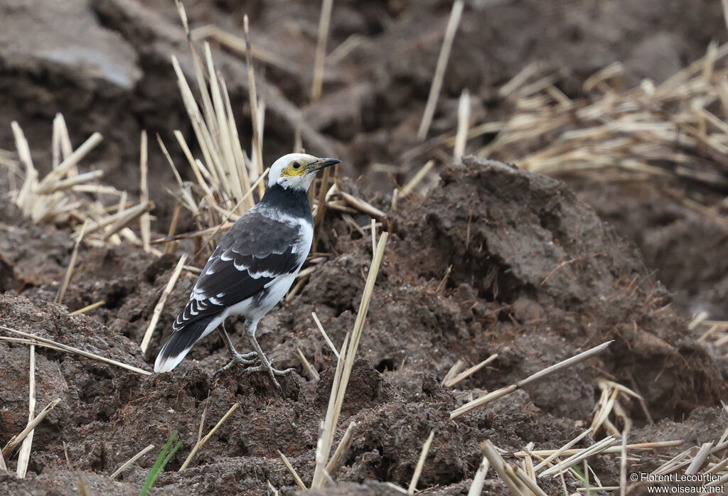 Étourneau à cou noir
