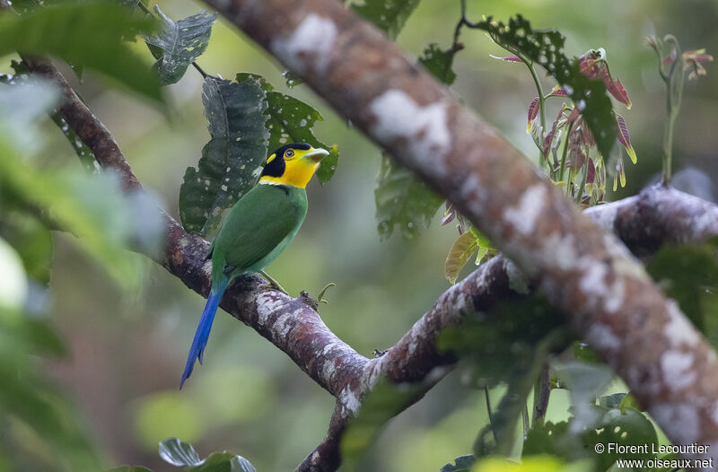 Long-tailed Broadbill