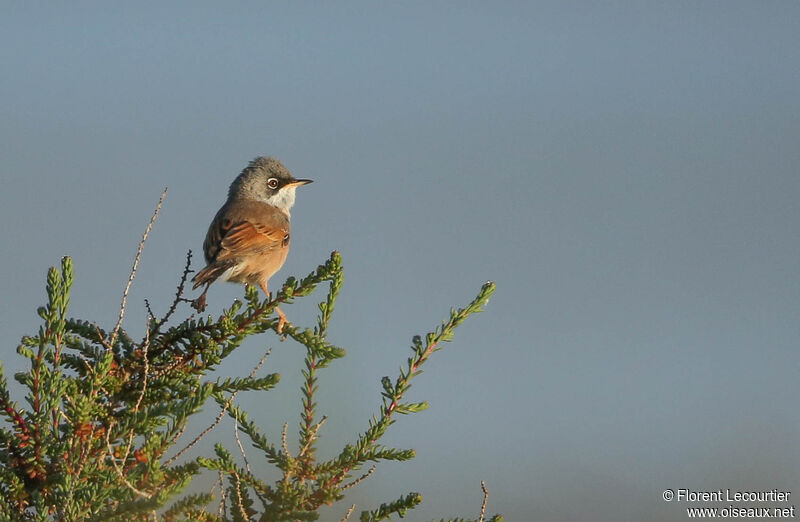 Spectacled Warbler