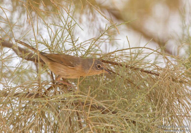 Tristram's Warbler