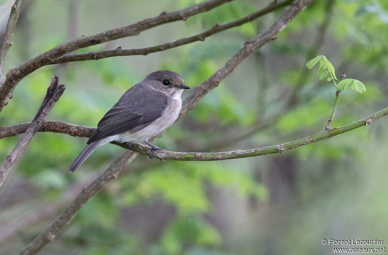 African Dusky Flycatcher