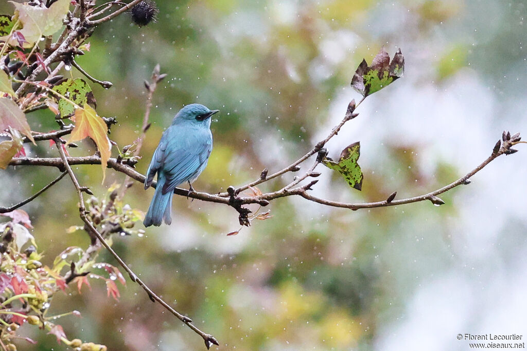 Gobemouche vert-de-gris