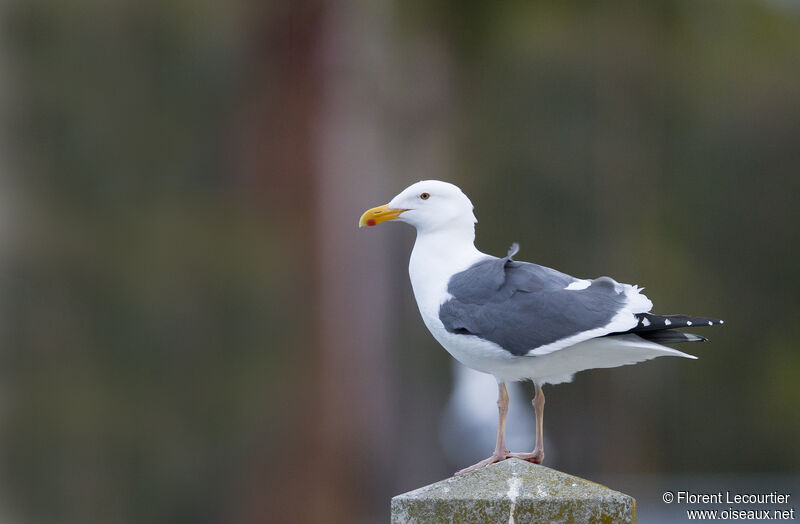 Western Gull