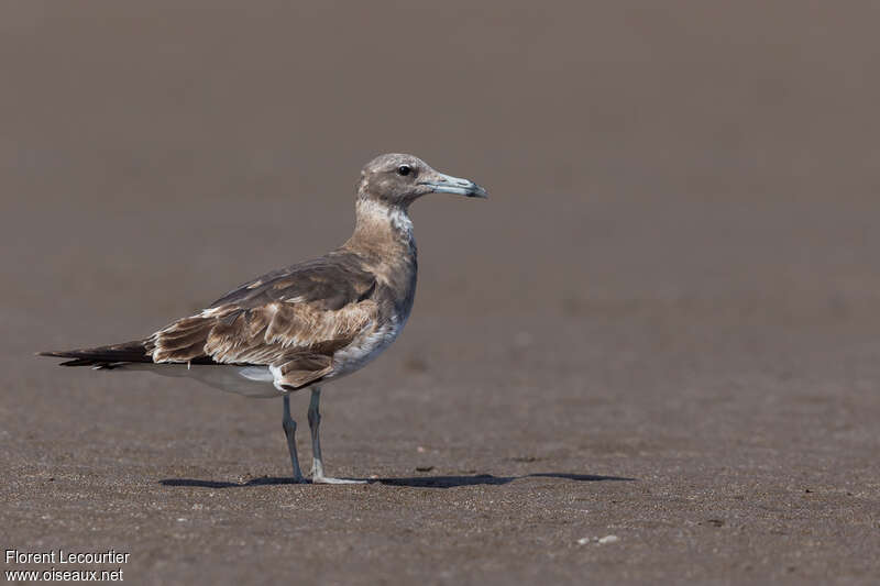 Goéland de Hemprich3ème année, identification