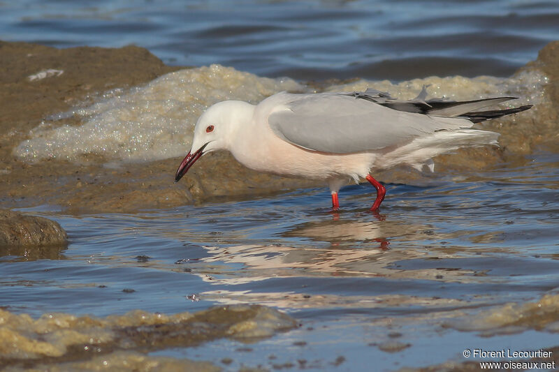 Slender-billed Gull