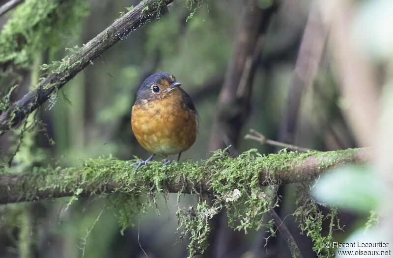 Slaty-crowned Antpitta