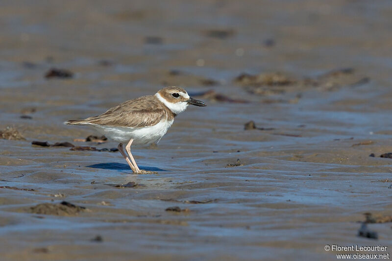 Wilson's Plover