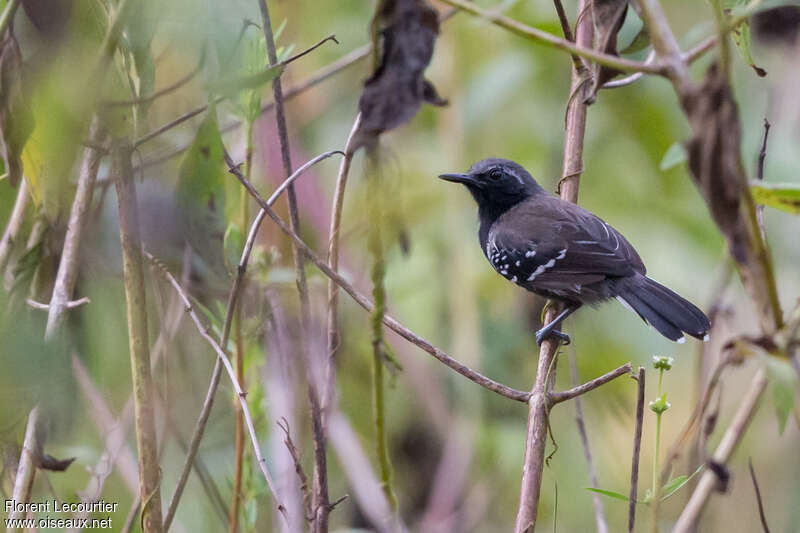 Southern White-fringed Antwren male adult