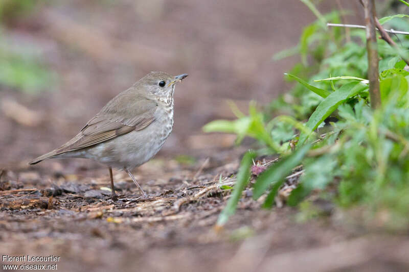 Grey-cheeked Thrushadult, identification