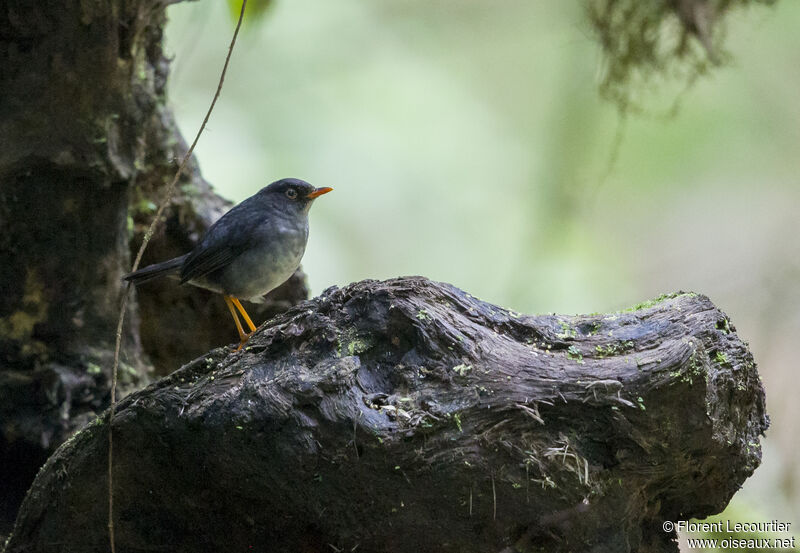 Slaty-backed Nightingale-Thrush