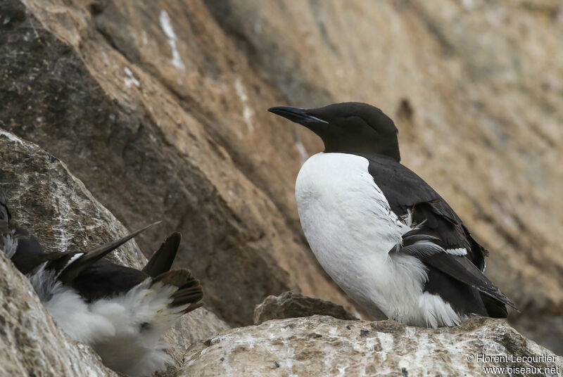 Thick-billed Murre