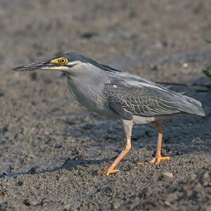 Héron des mangroves