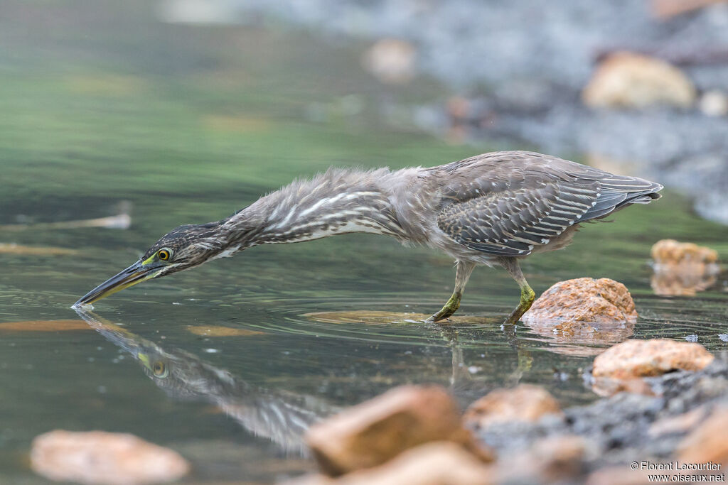 Little Heron