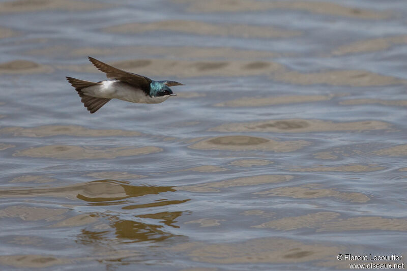 Tree Swallow