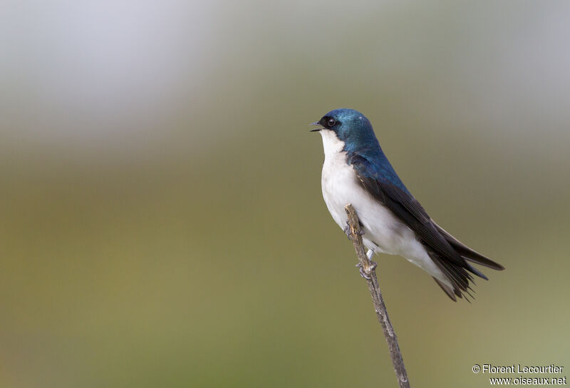 Tree Swallow