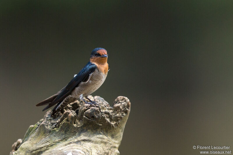 Pacific Swallow