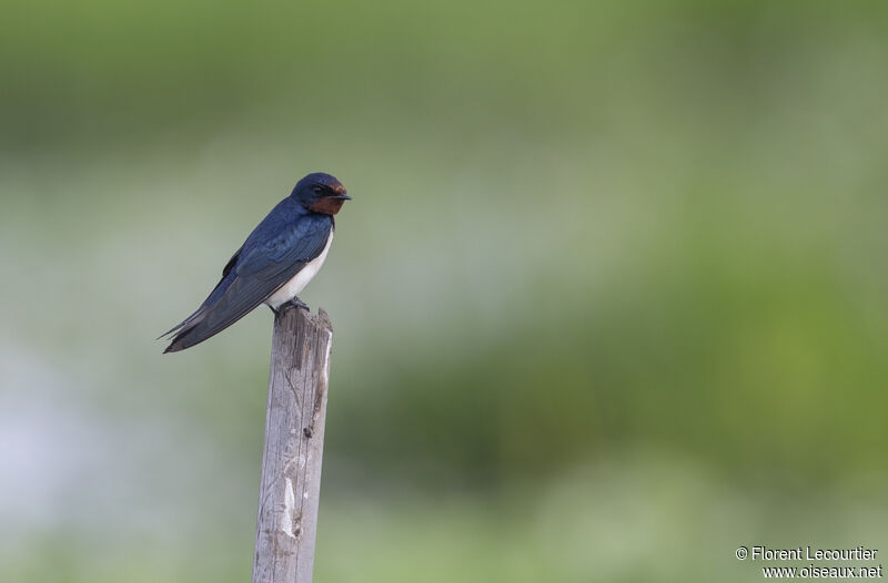 Pacific Swallow