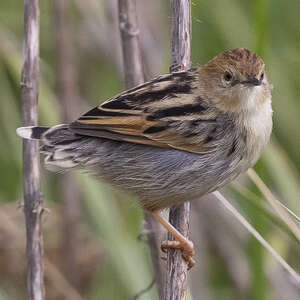 Cisticole d'Éthiopie