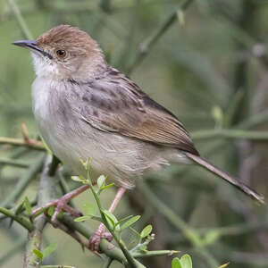 Cisticole grinçante