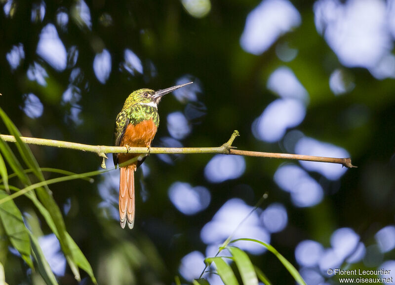 Rufous-tailed Jacamar male