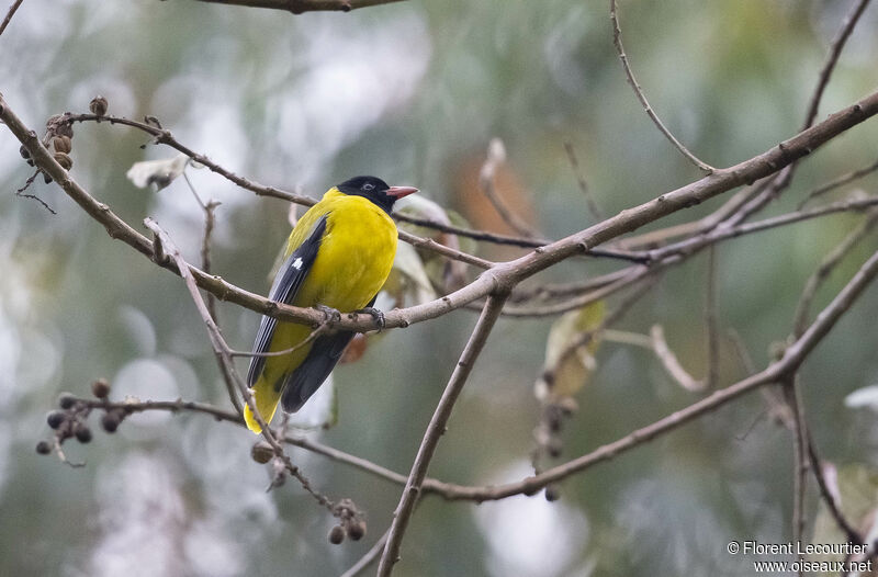 Ethiopian Oriole