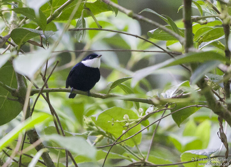 White-ruffed Manakin male