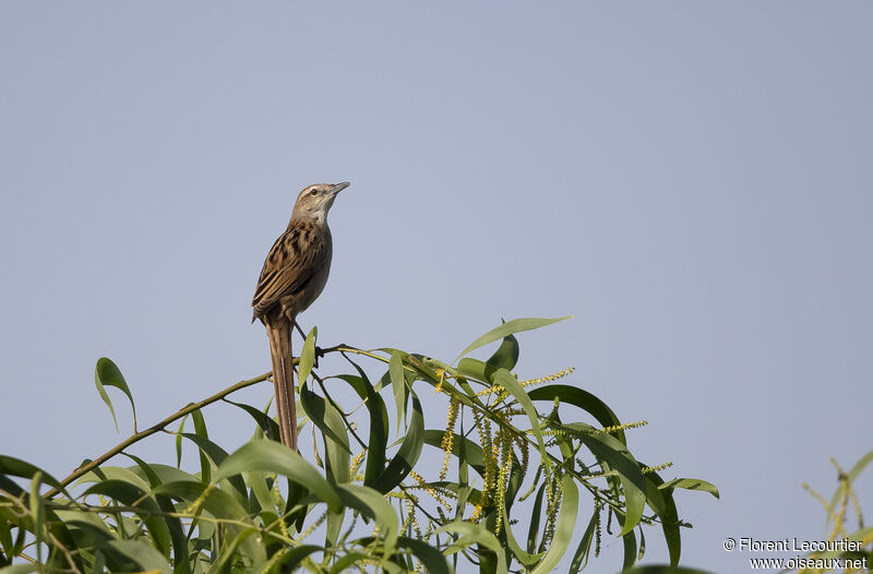 Striated Grassbird