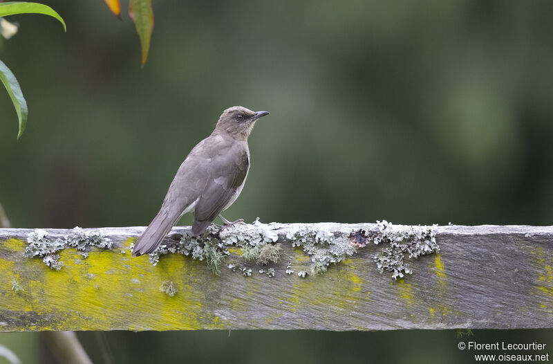 Black-billed Thrush