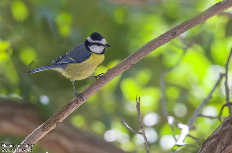 Mésange nord-africaineadulte, identification