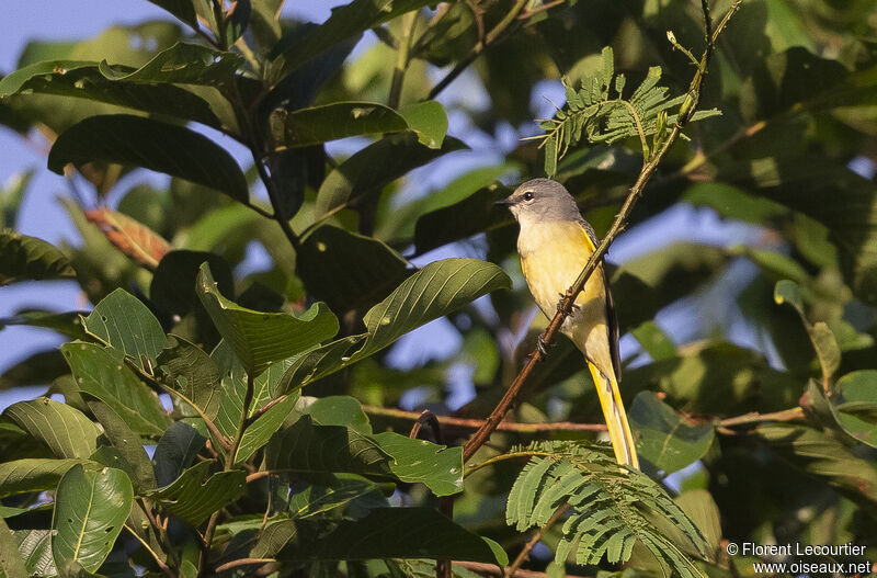 Minivet rose femelle adulte