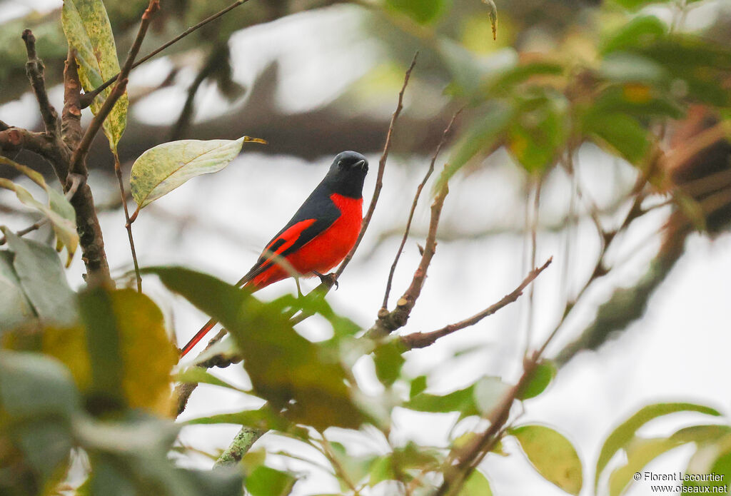 Minivet rouge mâle