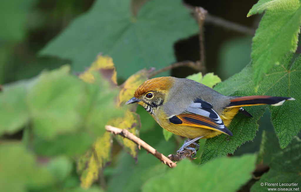 Minla à gorge striée