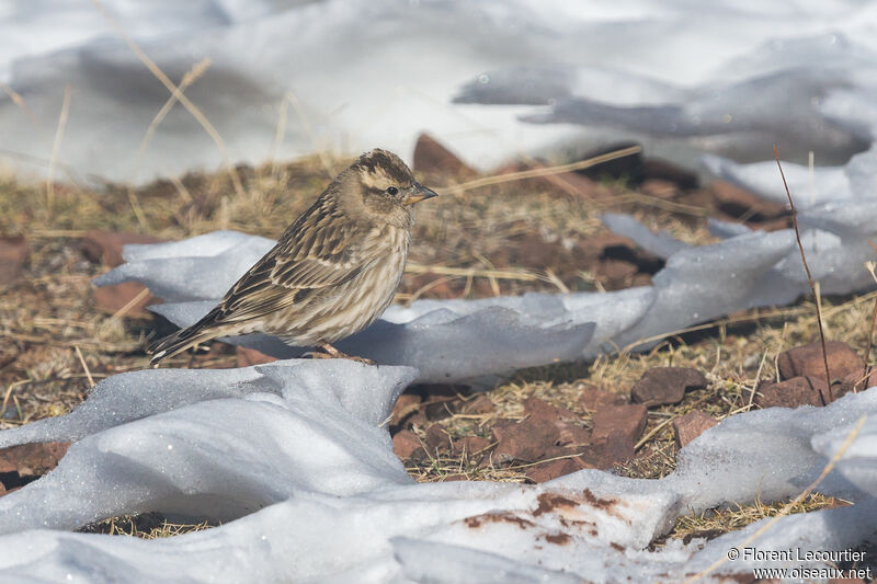 Rock Sparrow