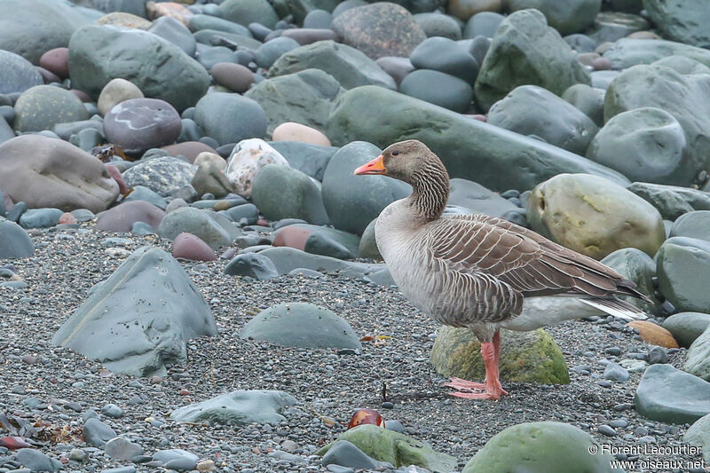 Greylag Goose