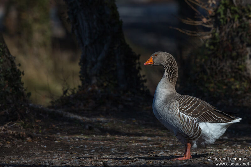 Greylag Goose