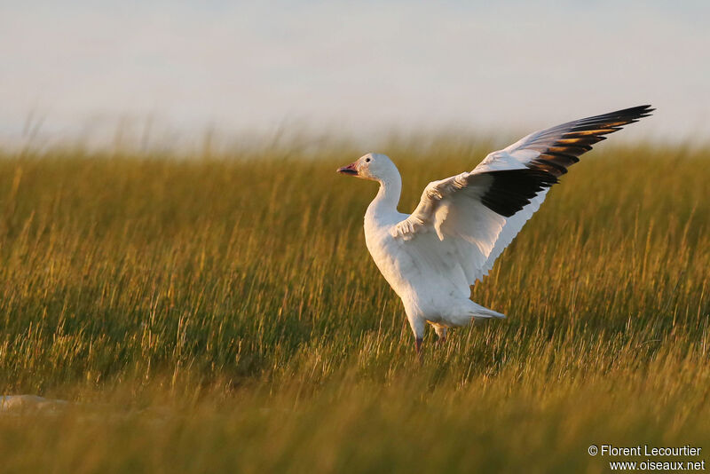 Snow Goose