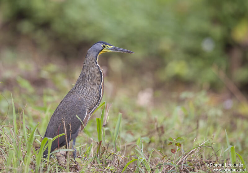 Bare-throated Tiger Heron