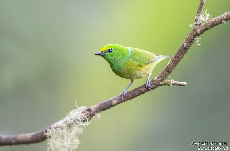 Blue-naped Chlorophonia